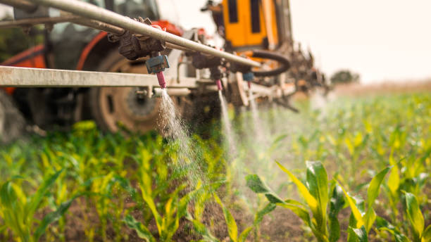 Best Ant Control Services  in Garden City, SC